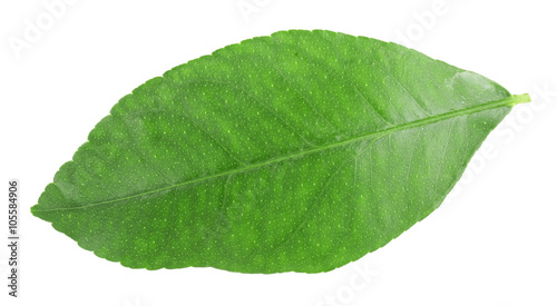 Green citrus leaf isolated on white