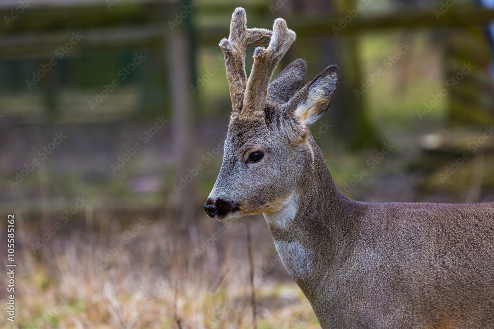 Roe deer portrait Roe deer portrait
