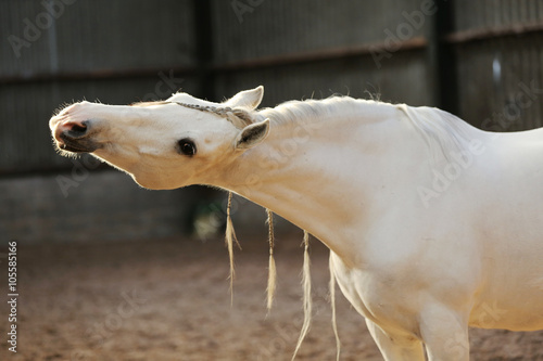 Andalusian white/grey gelding Mambo IX photo