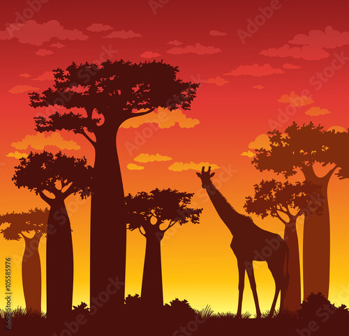Canvas Print Silhouette of giraffe and baobabs. African landscape.