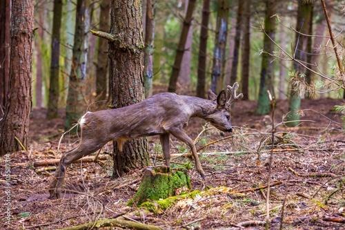 Roe deer portrait