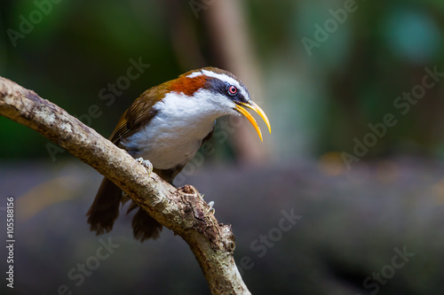 White-browed Scimitar Babbler ( Pomatorhinus schisticeps ) photo
