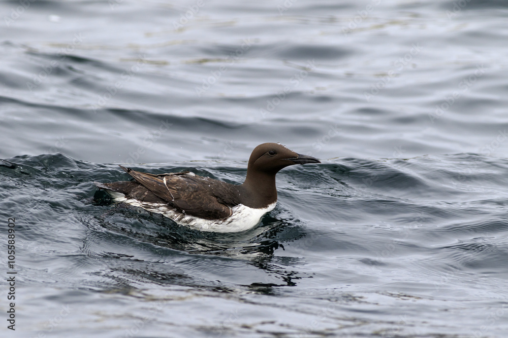Guillemot Guillemot