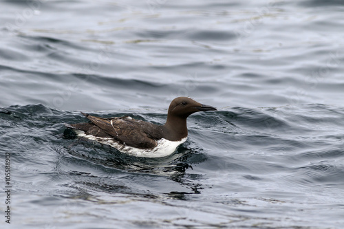 Guillemot photo