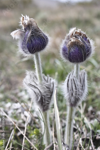 Two pasque-flower flowers in a natural environment