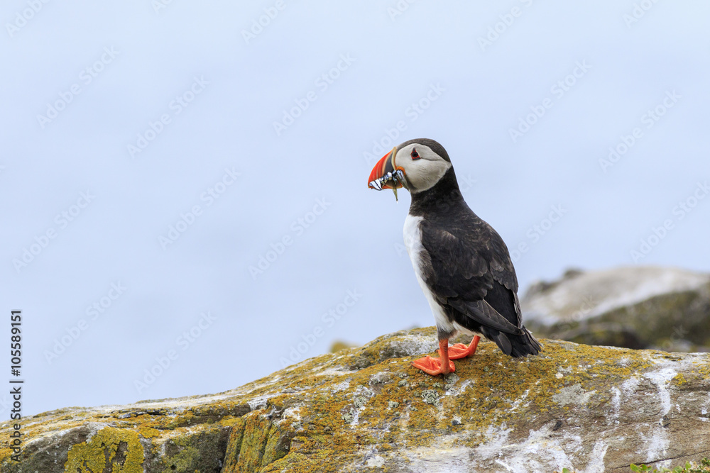 Fototapeta premium Puffins (Fratercula arctica)