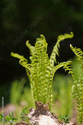Sprout of fern