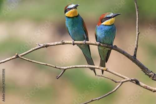 two colored birds among thorns/bee eaters,two colored birds among thorns, paradise bird