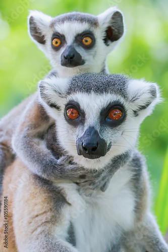 lemures