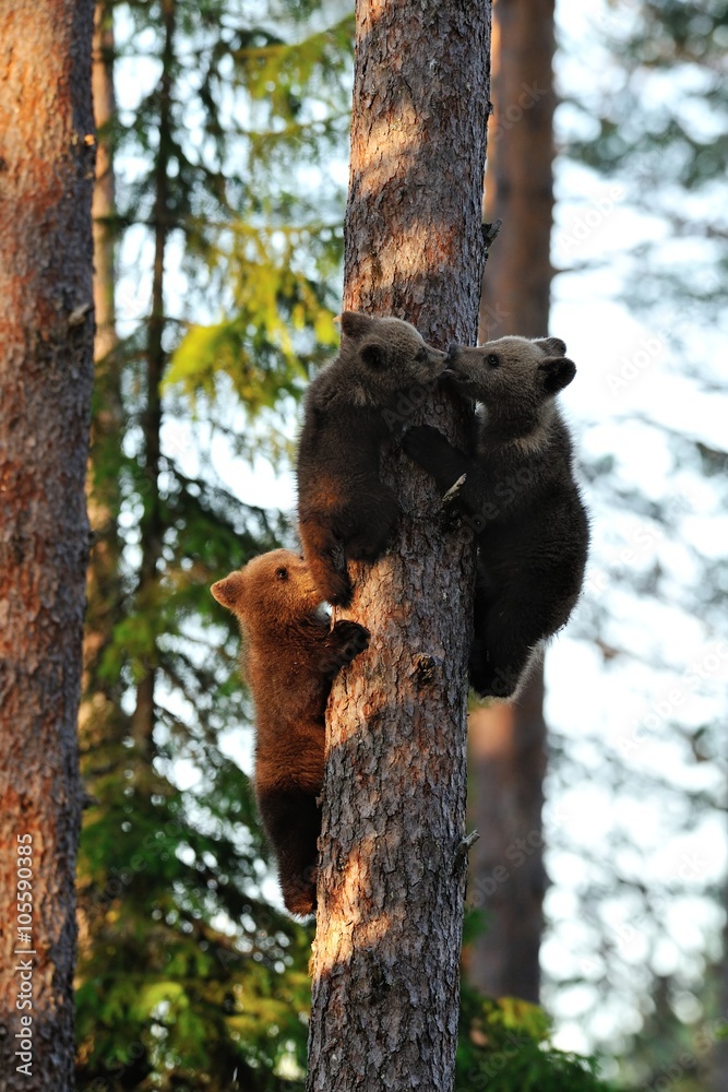 Bear kiss. Brown bear cub. Bear cubs on tree. Sunset. Forest. Summer. Bear kiss. Brown bear cub. Bear cubs on tree. Sunset. Forest. Summer.