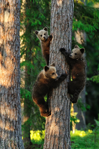 Photography Brown bear cubs on tree