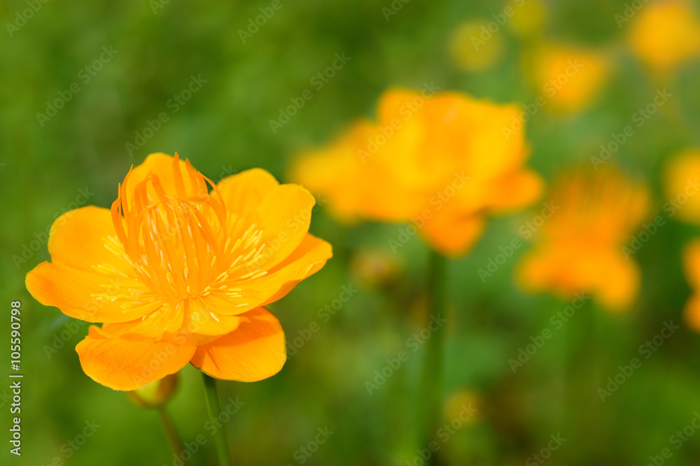 Fototapeta premium Flowers Trollius