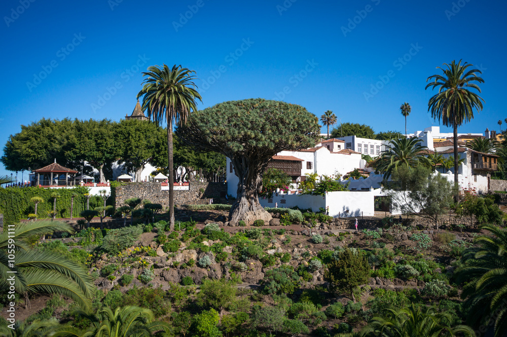 Fototapeta premium Drago tree in Icod de los Vinos