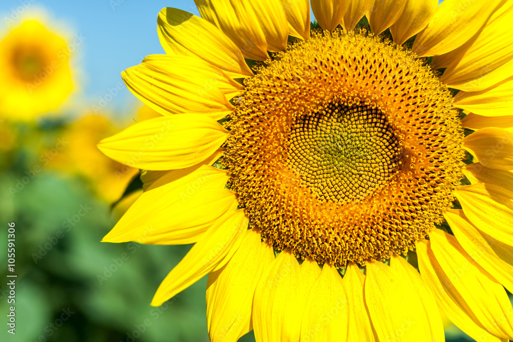 Sunflowers,Sunflowers blooming against a bright sky Sunflowers,Sunflowers blooming against a bright sky