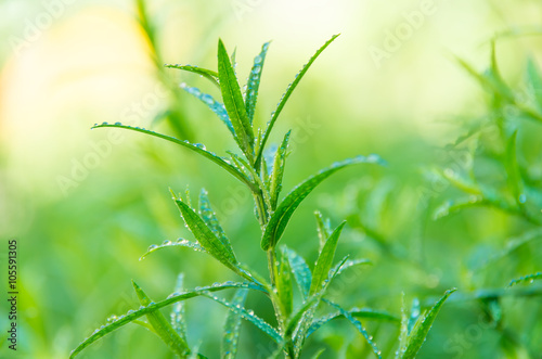 Good green tarragon