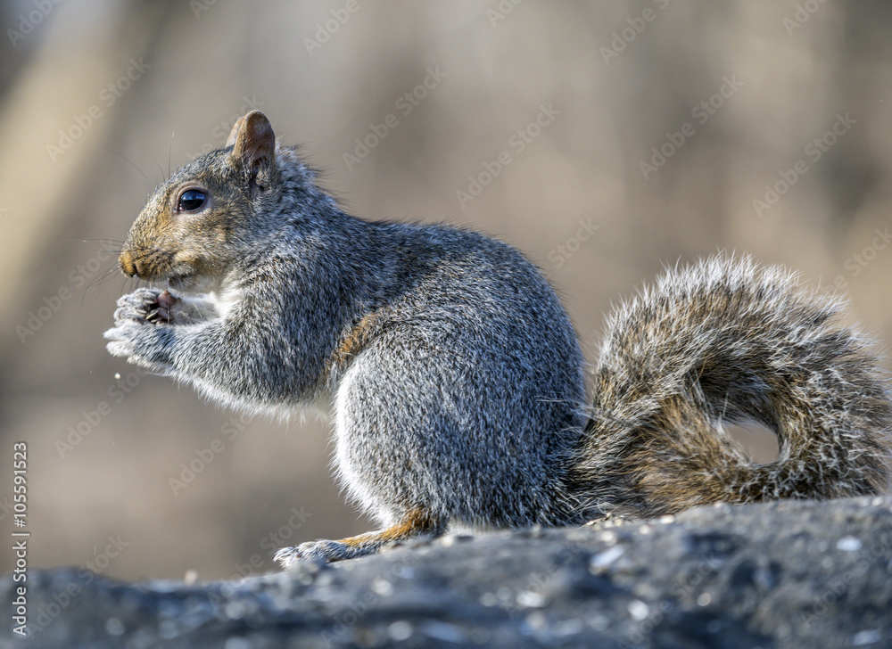 Sciurus carolinensis, common name eastern Sciurus carolinensis, common name eastern