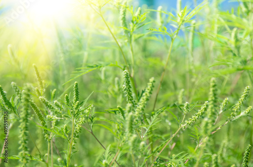 Cuadro en lienzo Green grass ragweed