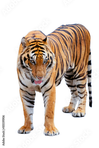 Fototapeta Naklejka Na Ścianę i Meble -  tiger isolated