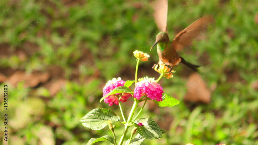 Hummingbird gracefully explores vibrant flowers,diligently seeking pollen,its beloved nourishment. Hummingbird gracefully explores vibrant flowers,diligently seeking pollen,its beloved nourishment.