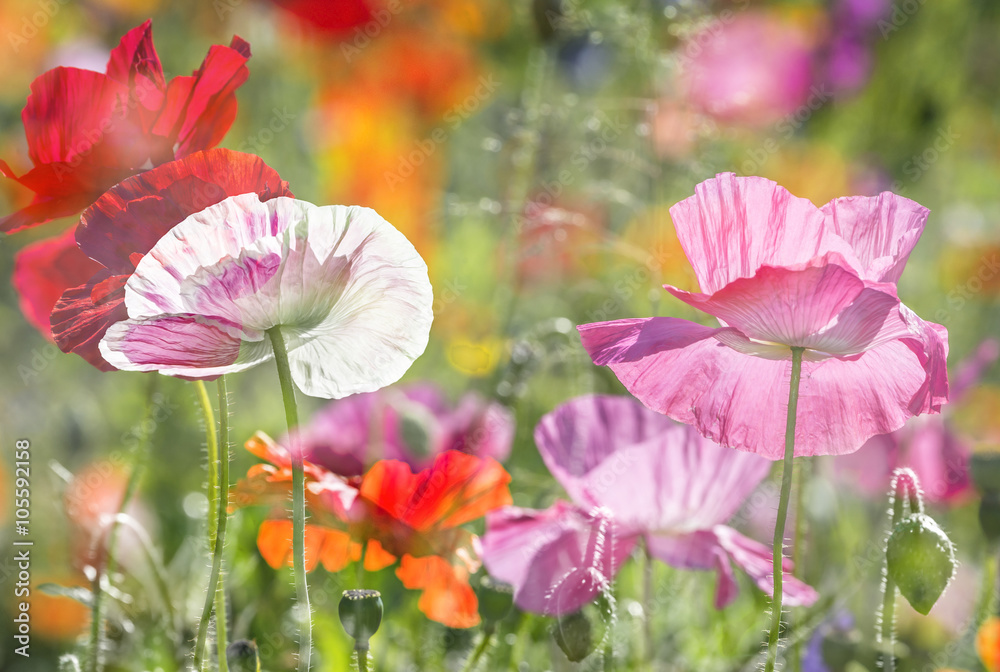 Fototapeta premium summer meadow with red poppies
