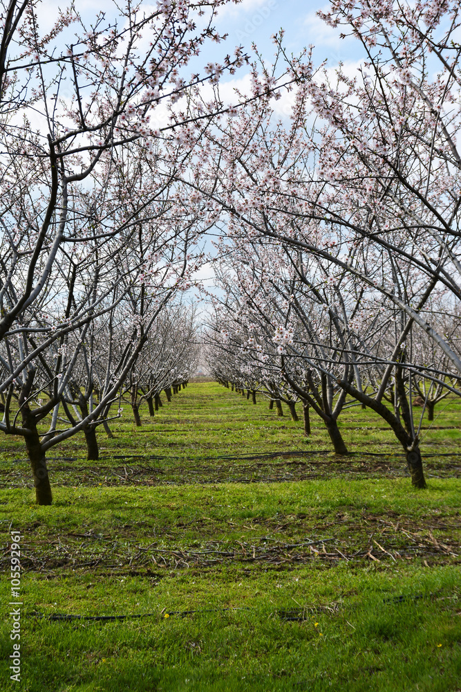 Rows of blooming almond trees in an orchard Rows of blooming almond trees in an orchard