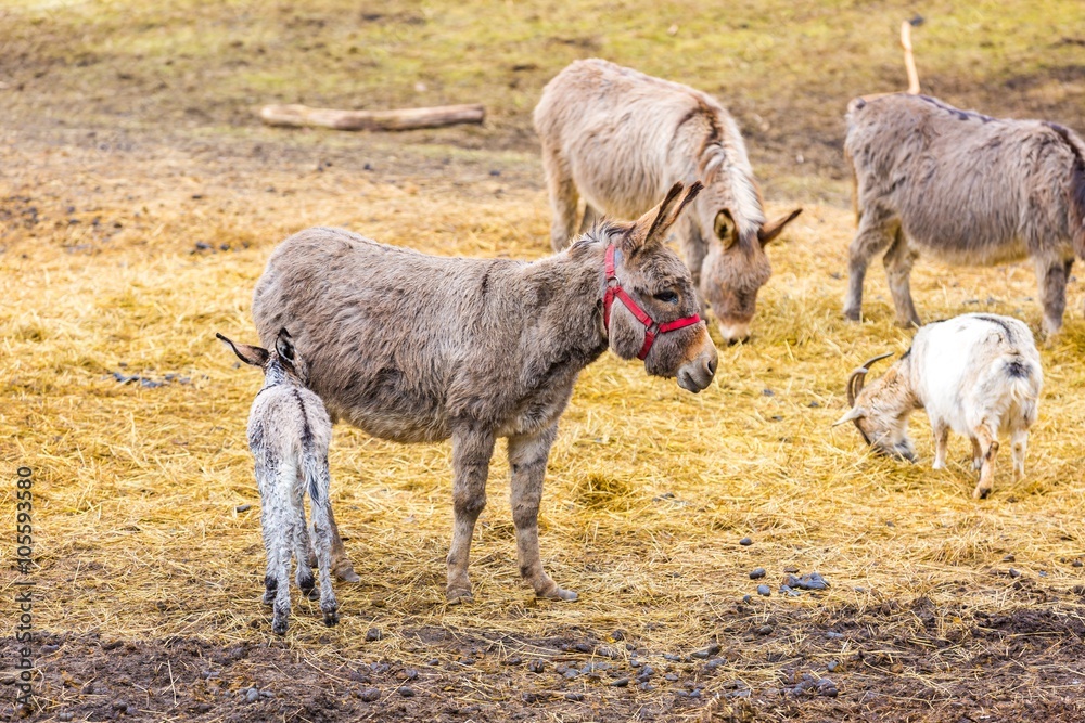 Obraz premium Herd of animals standing on pasture.