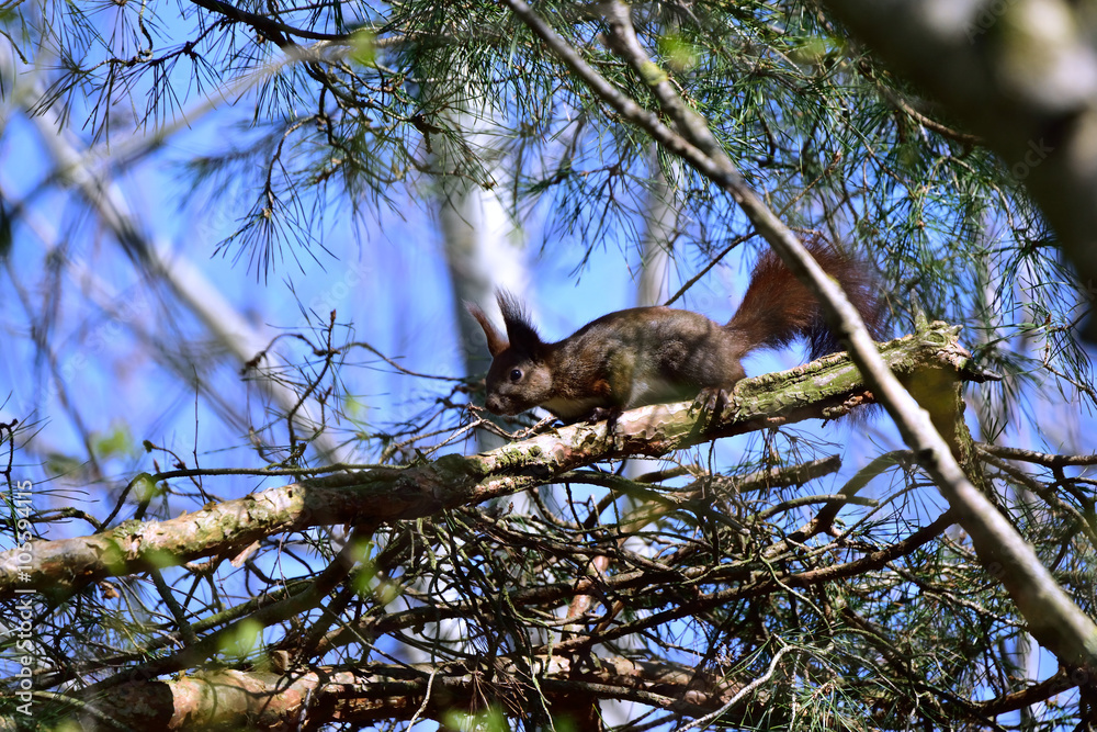 Fototapeta premium Eichhörnchen auf einem Ast