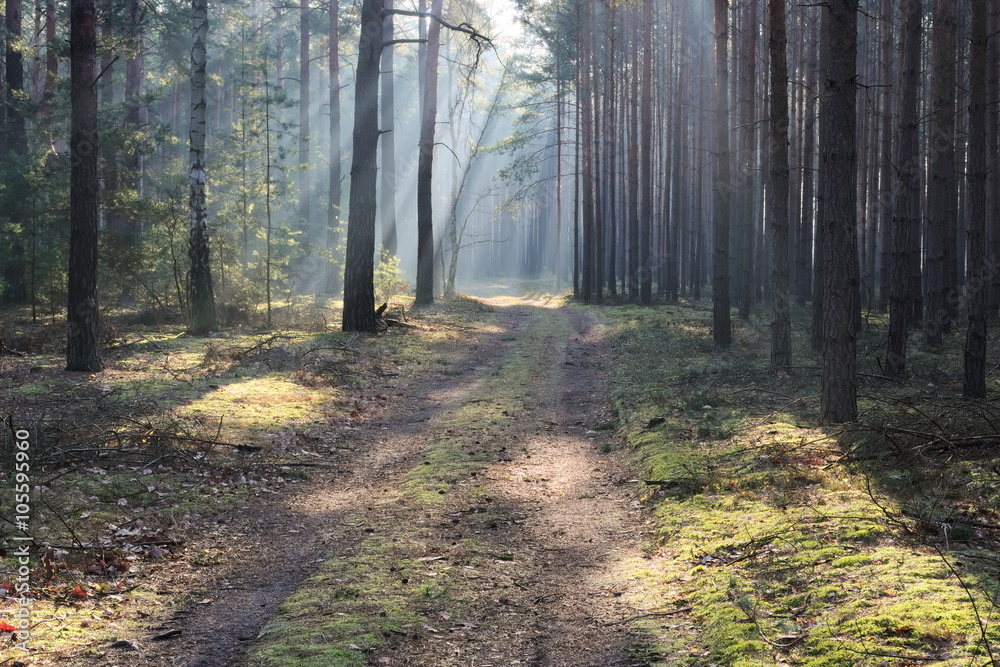 Fototapeta premium Las o poranku.