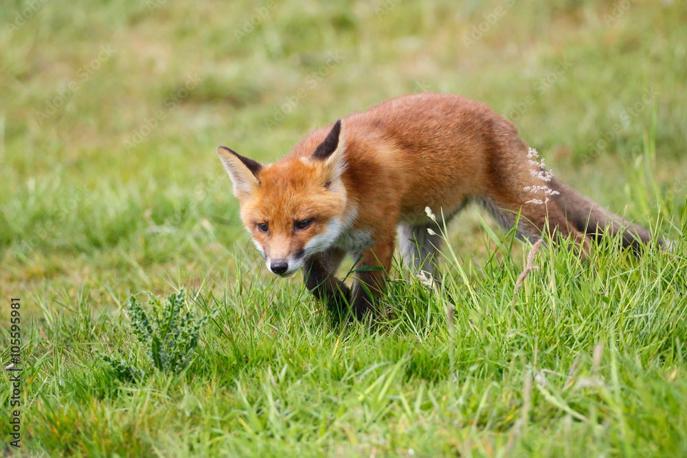 red fox cub red fox cub