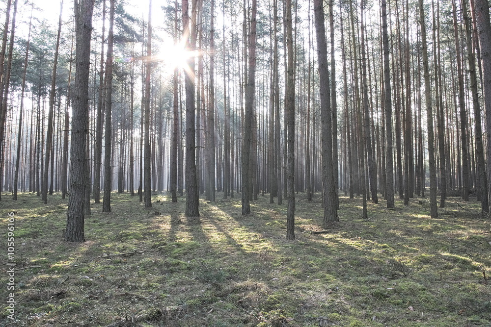 Obraz premium Las o poranku.