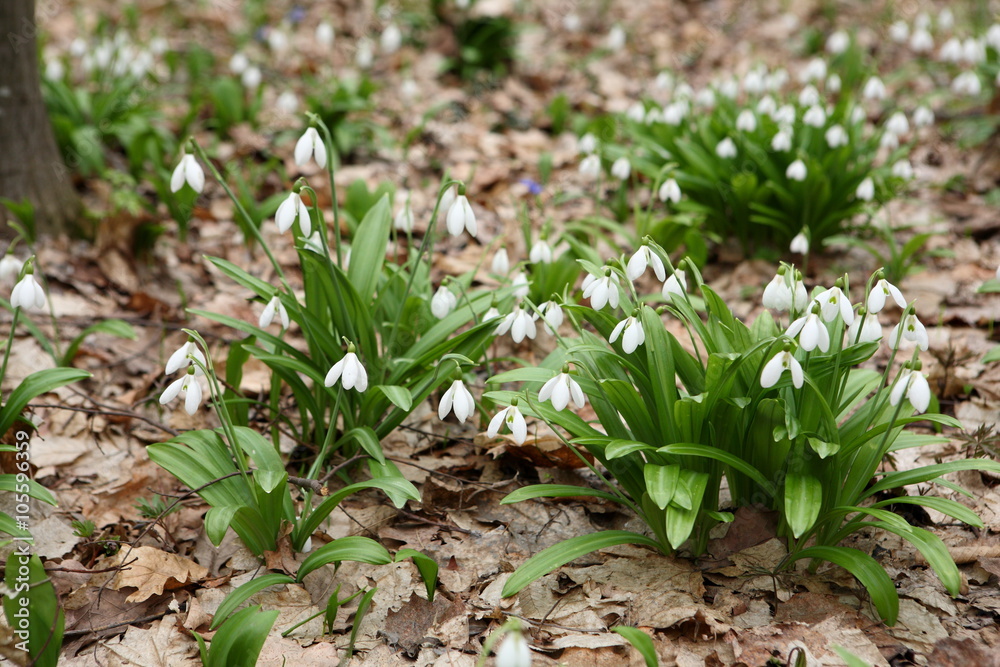 .The first spring flower - snowdrop (Galanthus nivalis) .The first spring flower - snowdrop (Galanthus nivalis)