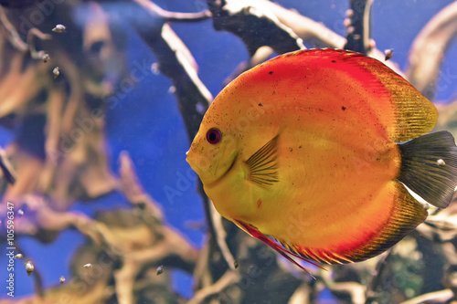 cudowny-i-piekny-podwodny-swiat-z-koralowcami-i-tropikalnymi-rybami