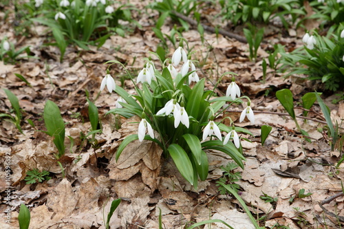 .The first spring flower - snowdrop (Galanthus nivalis)