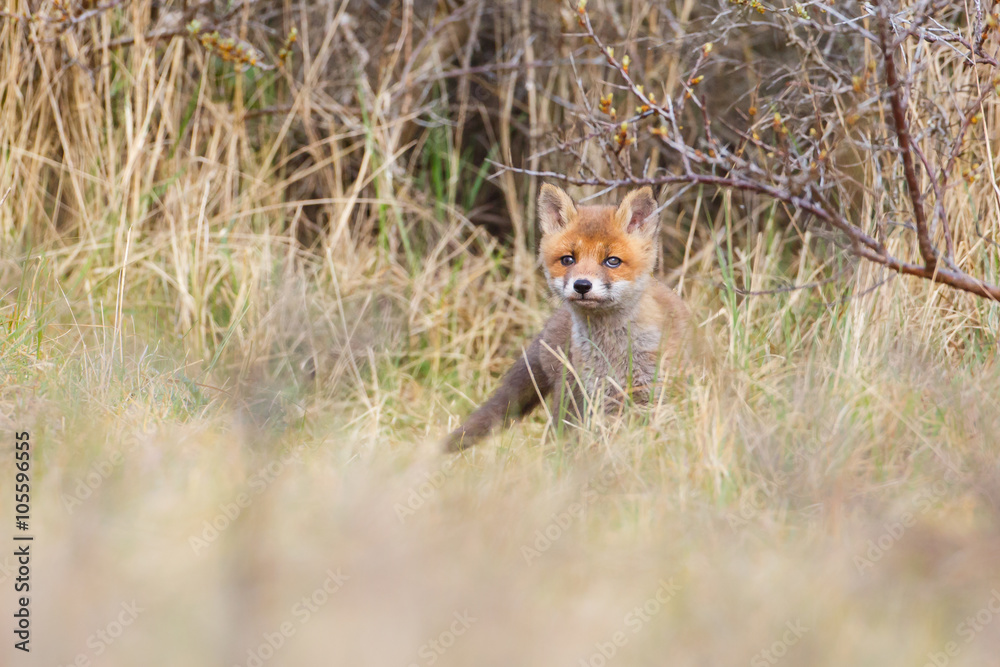 red fox cub red fox cub
