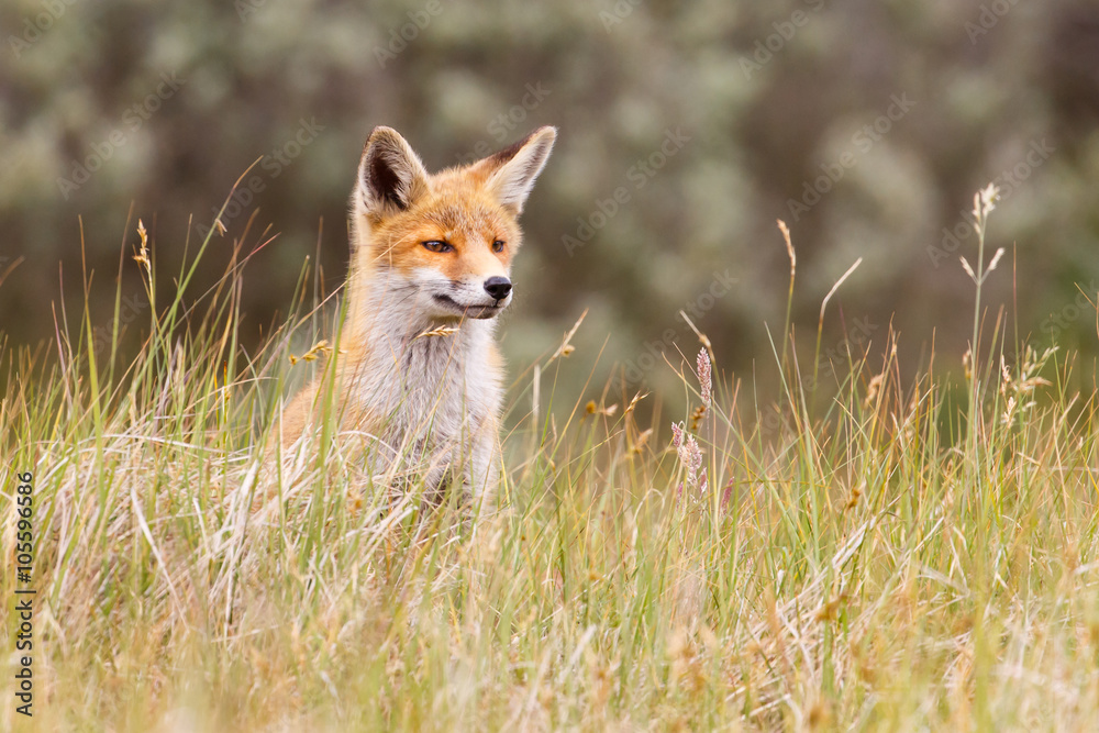 Obraz premium red fox cub