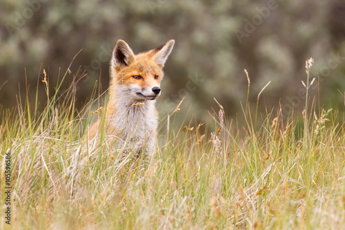 red fox cub © Pim Leijen