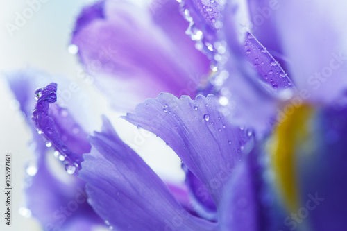 Purple Iris petals with water droplets