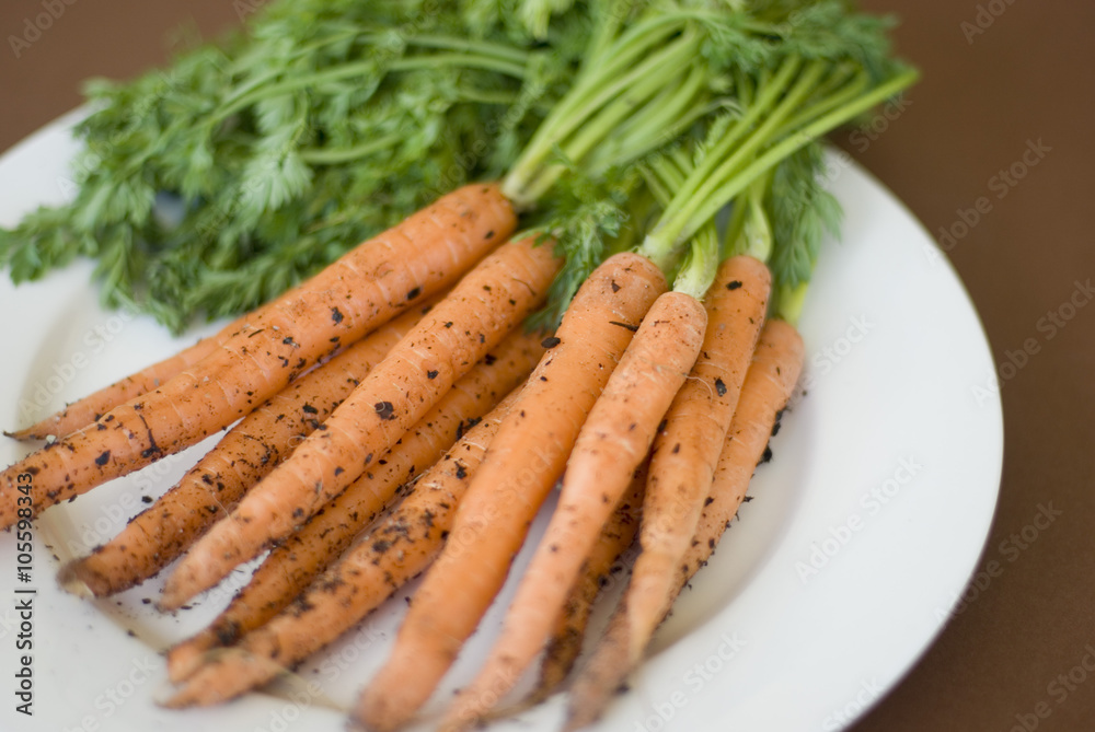 Freshly harvested carrots from the garden Freshly harvested carrots from the garden
