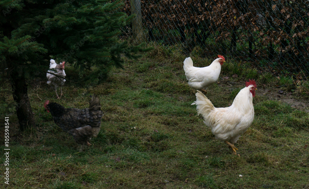 hens fair farm free running. cock hens fair farm free running. cock