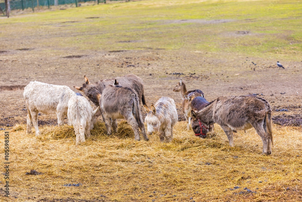 Obraz premium Herd of animals standing on pasture.