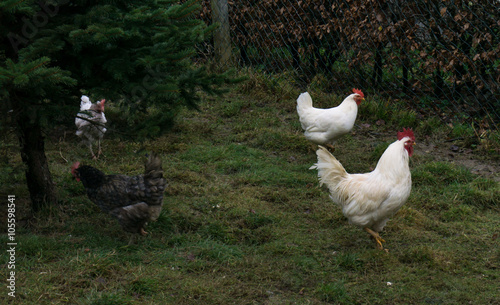 hens fair farm free running. cock