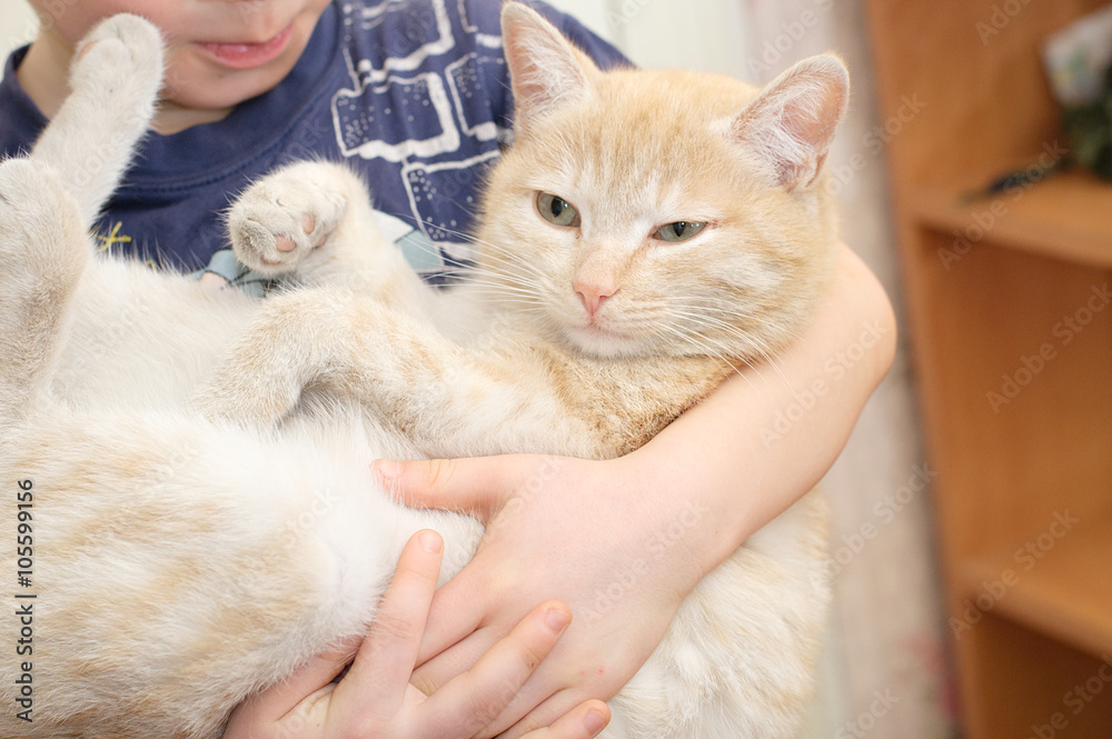 cat in the arms of boy