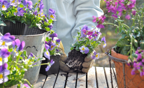 plantation de violas dans pots décoratifs sur une table de jardin