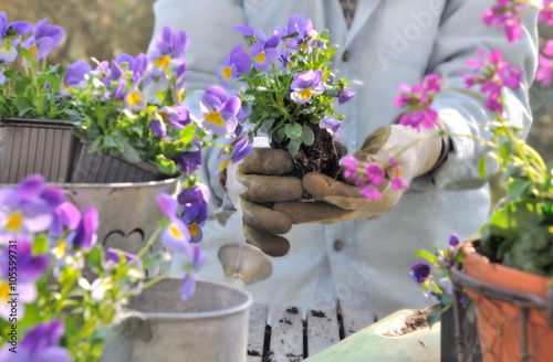 plantation de violas dans pots décoratifs sur une table de jardin