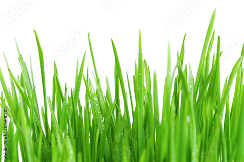 Fresh bright green grass on the white background