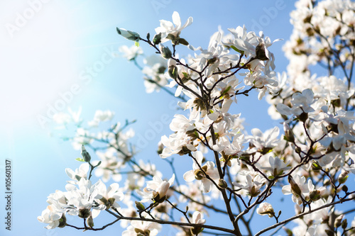 White magnolia blossom