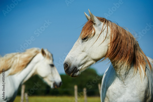 Two camargue horses