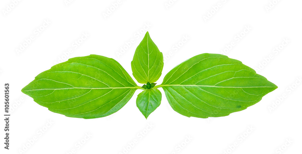 sweet basil leaf