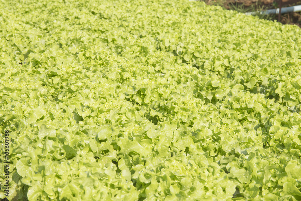 Organic vegetables hydro phonic Plantation