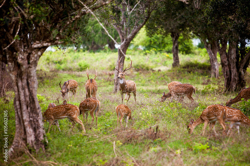 Herd of deer photo